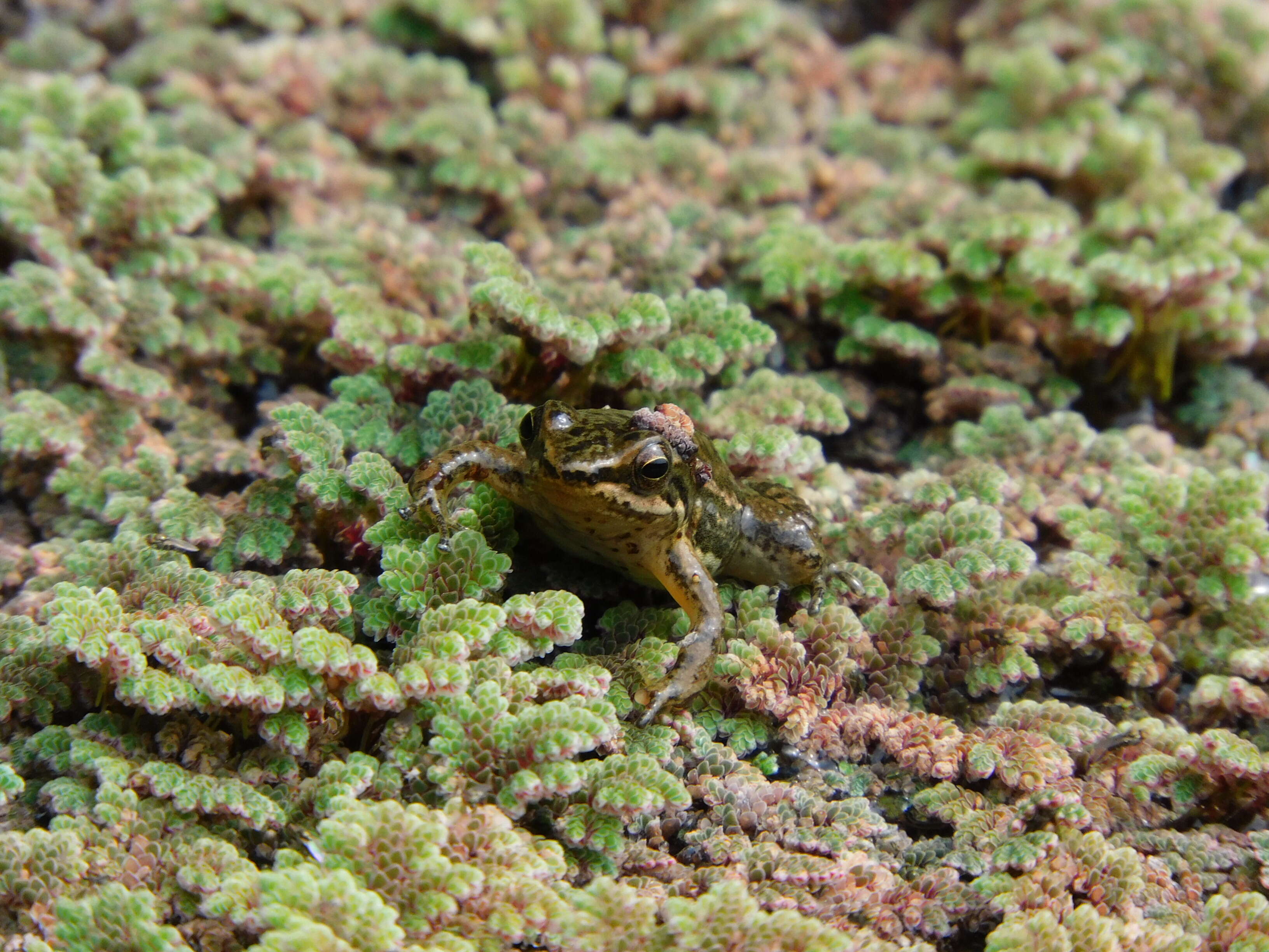 Plancia ëd Hyloxalus elachyhistus (Edwards 1971)