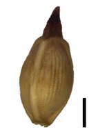 Image of Schoenus vaginatus Benth.