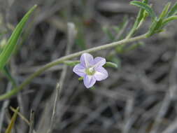 Image of Convolvulus simulans Perry