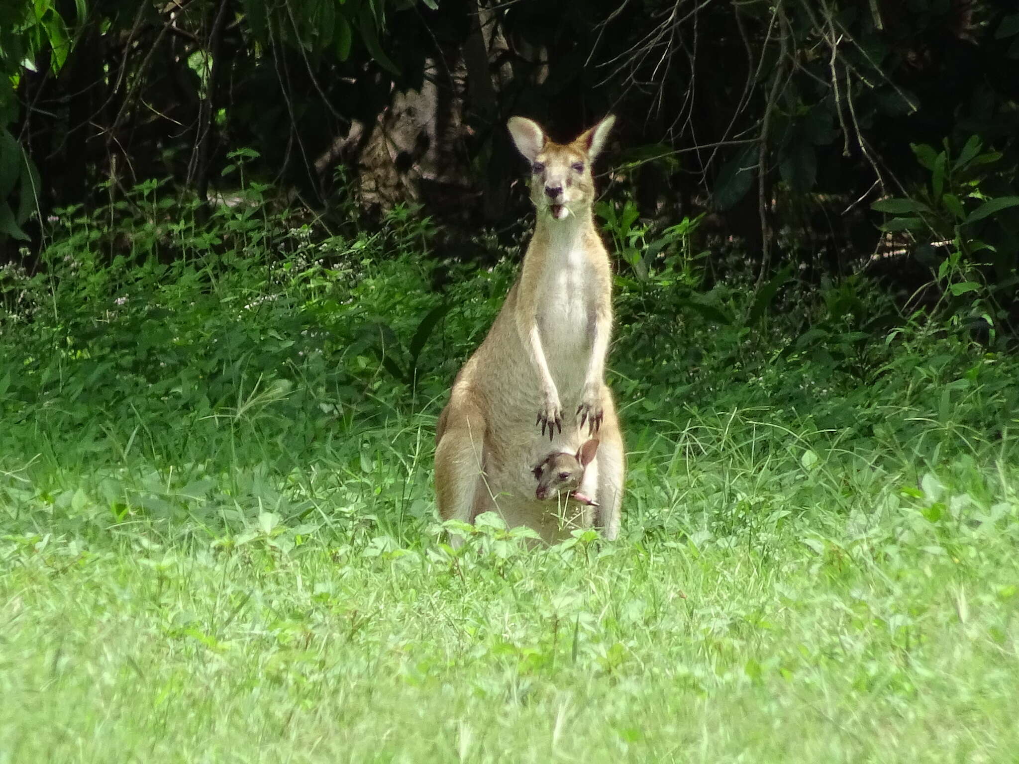 Image of Agile Wallaby