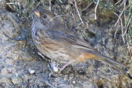 Image of Rufous-breasted Warbling Finch