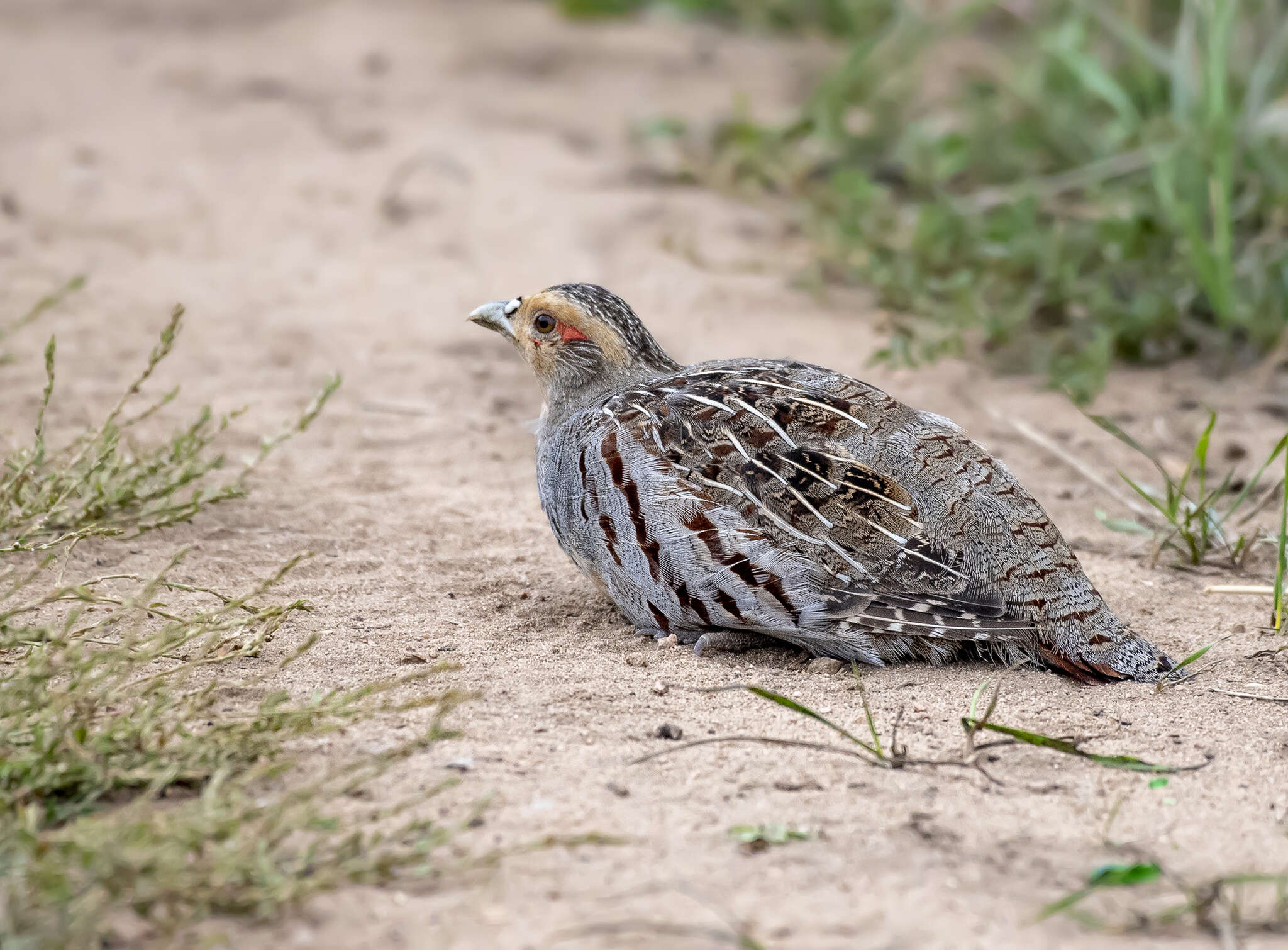 Image of Daurian Partridge