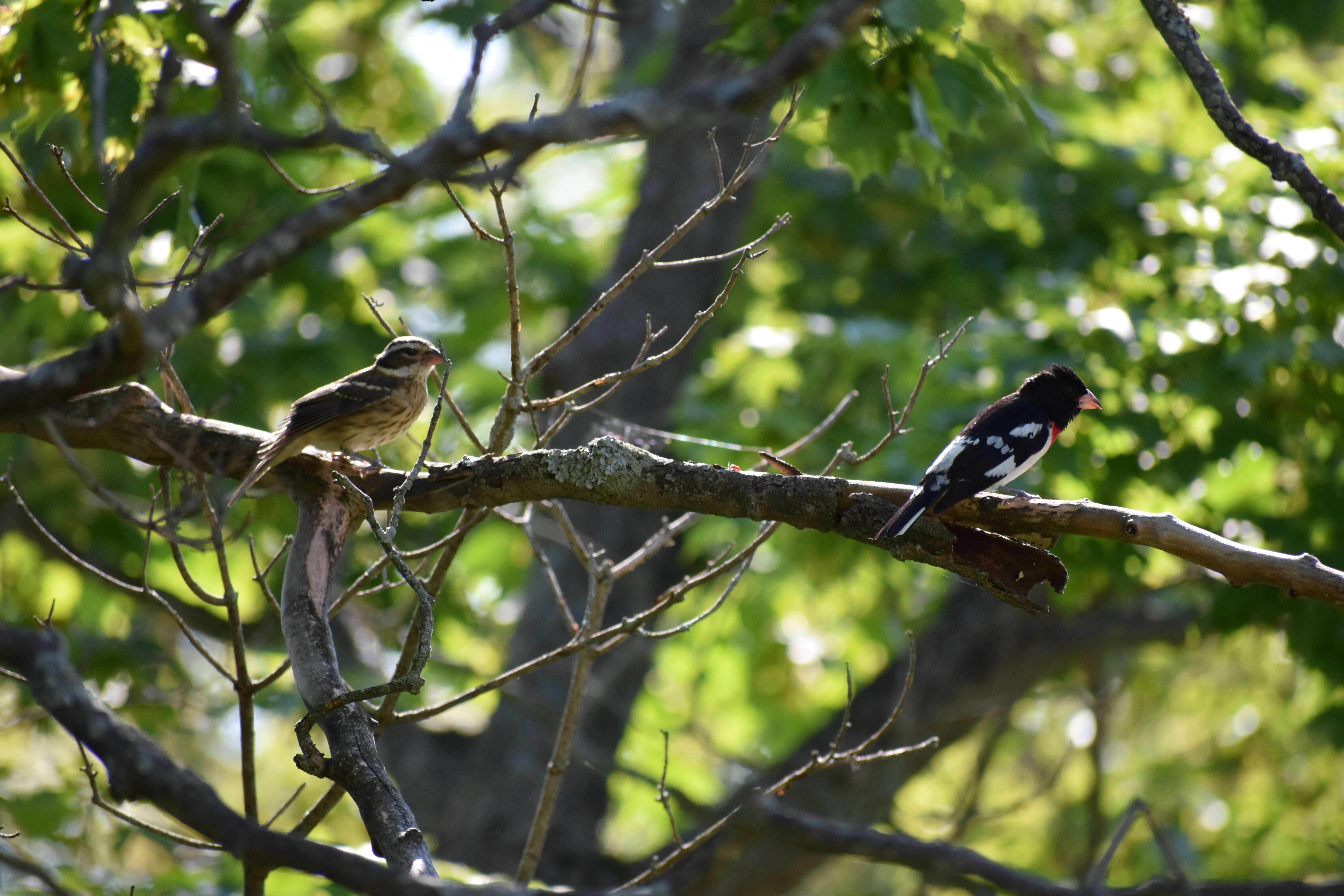 Image of Rose-breasted Grosbeak