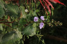 Image of Canterbury bells