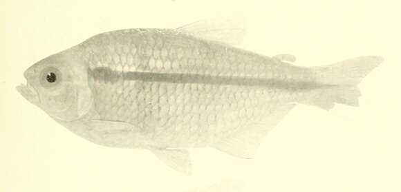 Plancia ëd Astyanax bimaculatus (Linnaeus 1758)