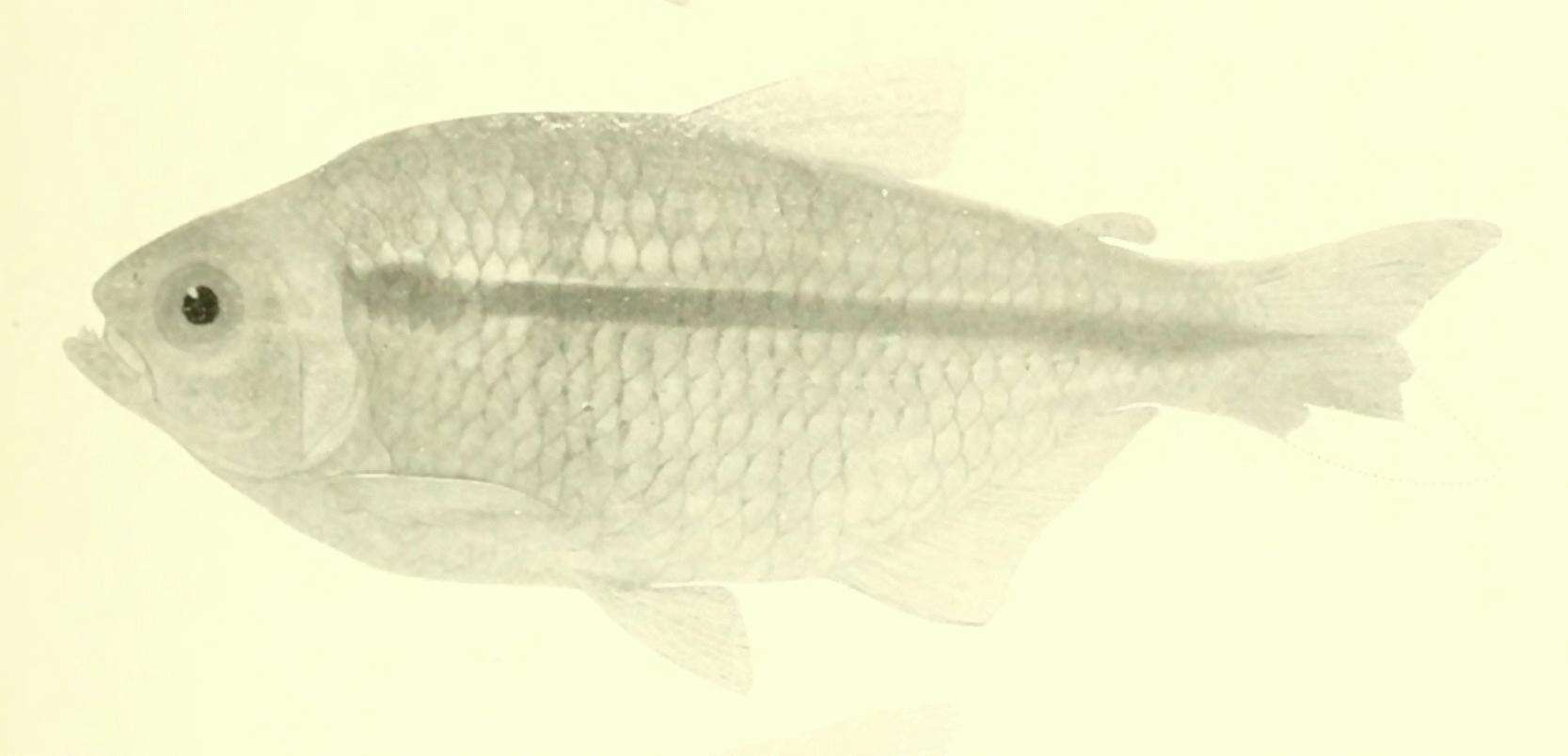 Image de Astyanax bimaculatus (Linnaeus 1758)