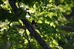 Image of Rose-breasted Grosbeak