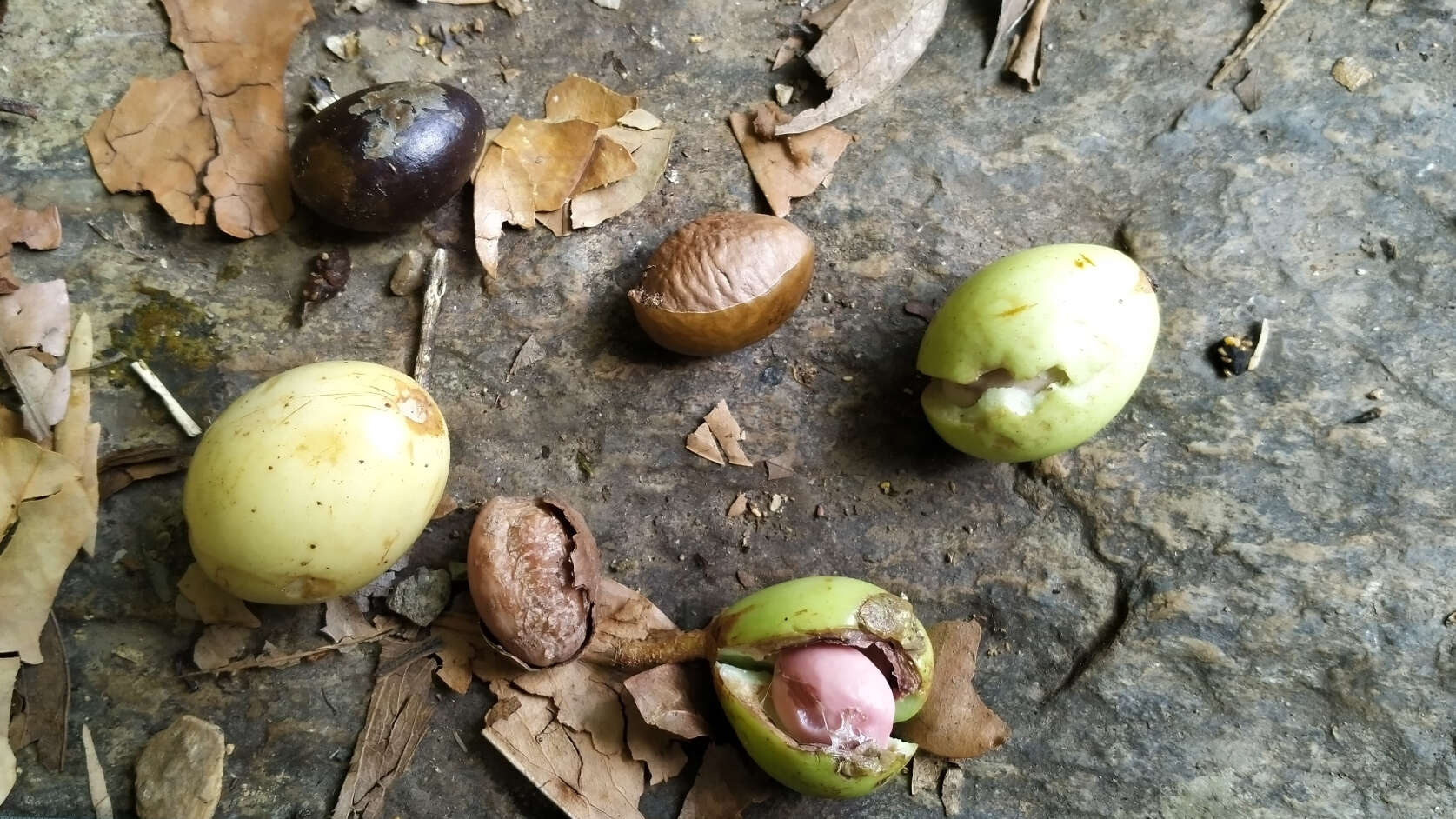 Palaquium galactoxylum (F. Muell.) H. J. Lam resmi