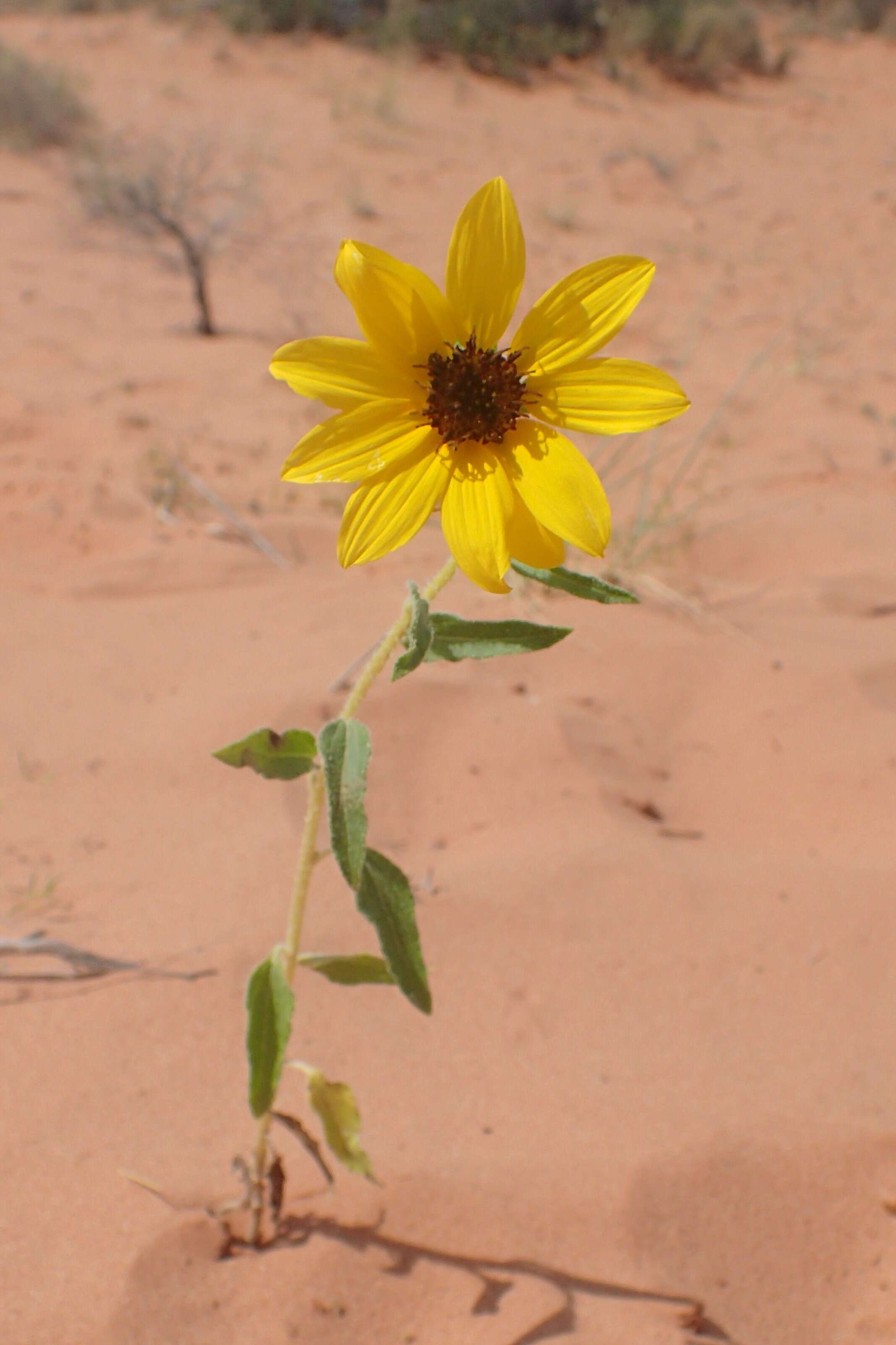 Image of western sunflower