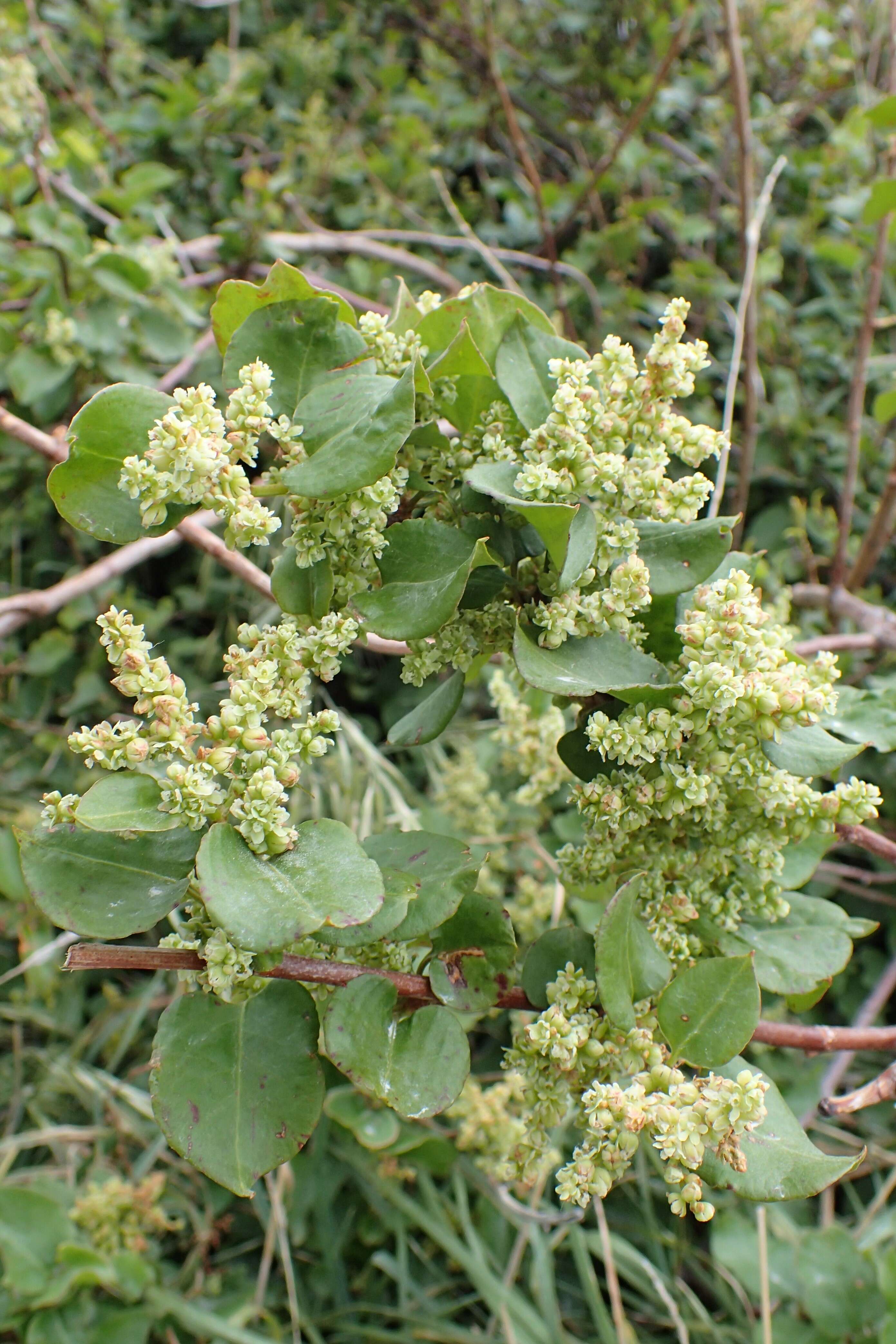 Image of Muehlenbeckia australis (Forst. fil.) Meisn.