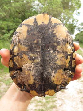 Image of Chaco Side-necked Turtle