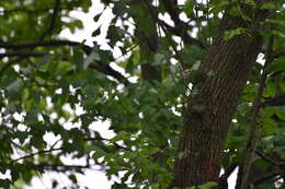 Image of Chestnut-sided Warbler