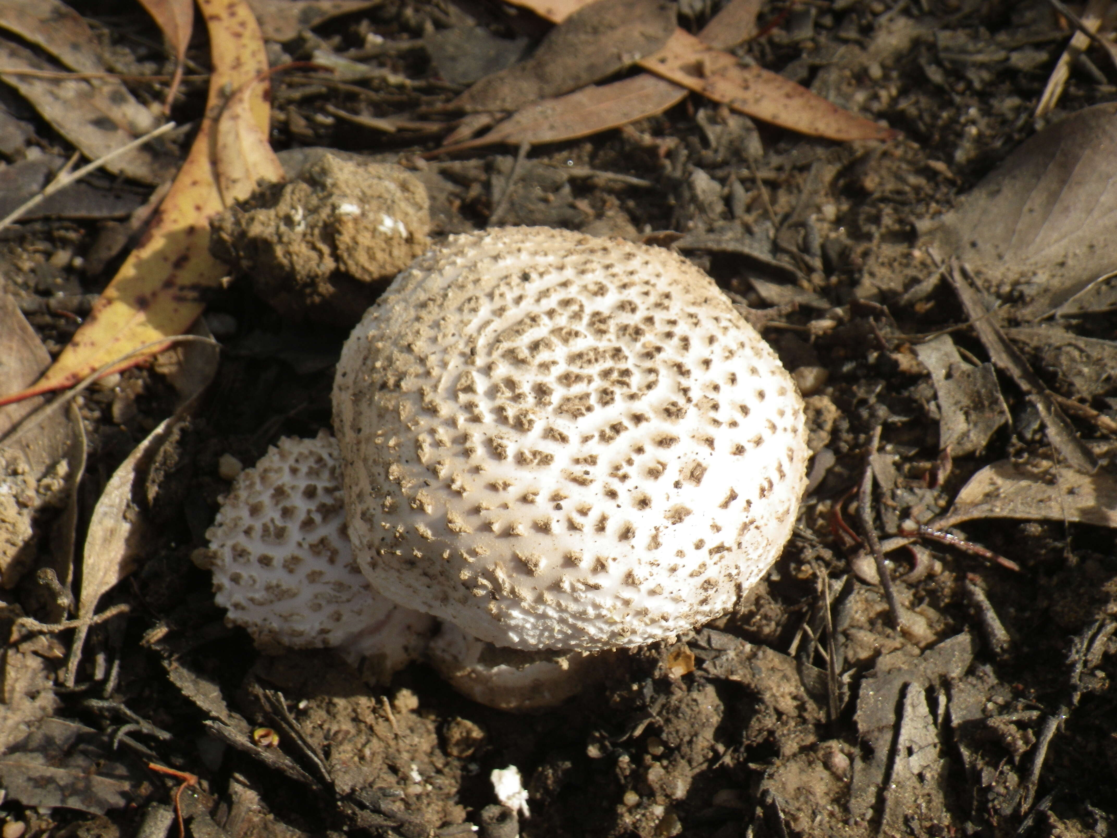 Image of Amanita carneiphylla O. K. Mill. 1992