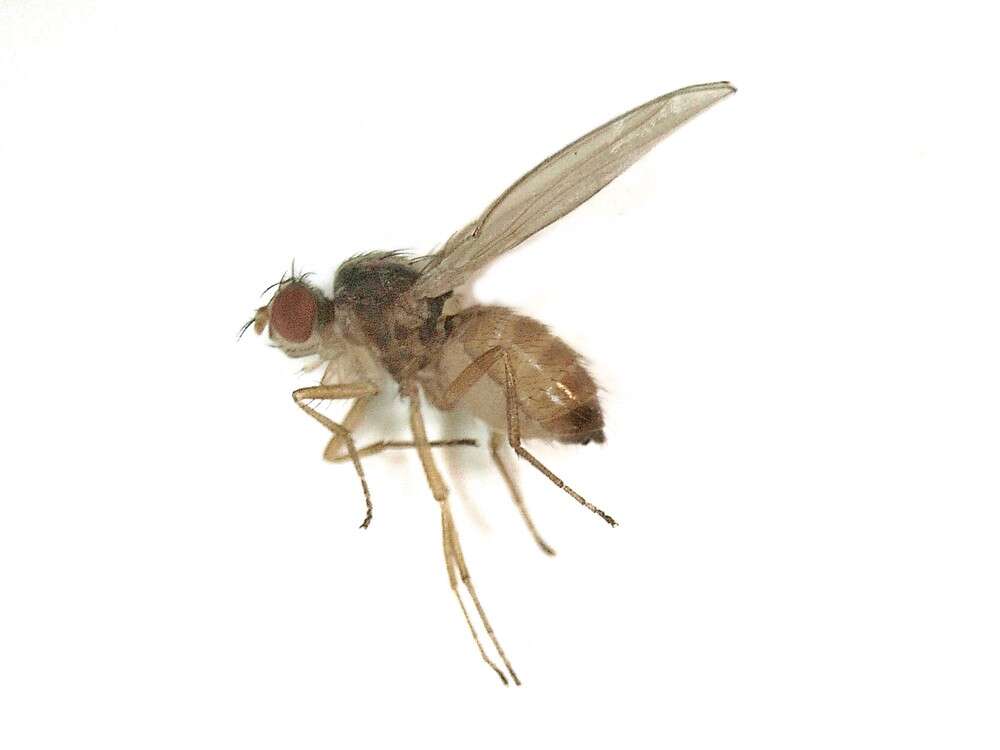 Image of Pomace fly