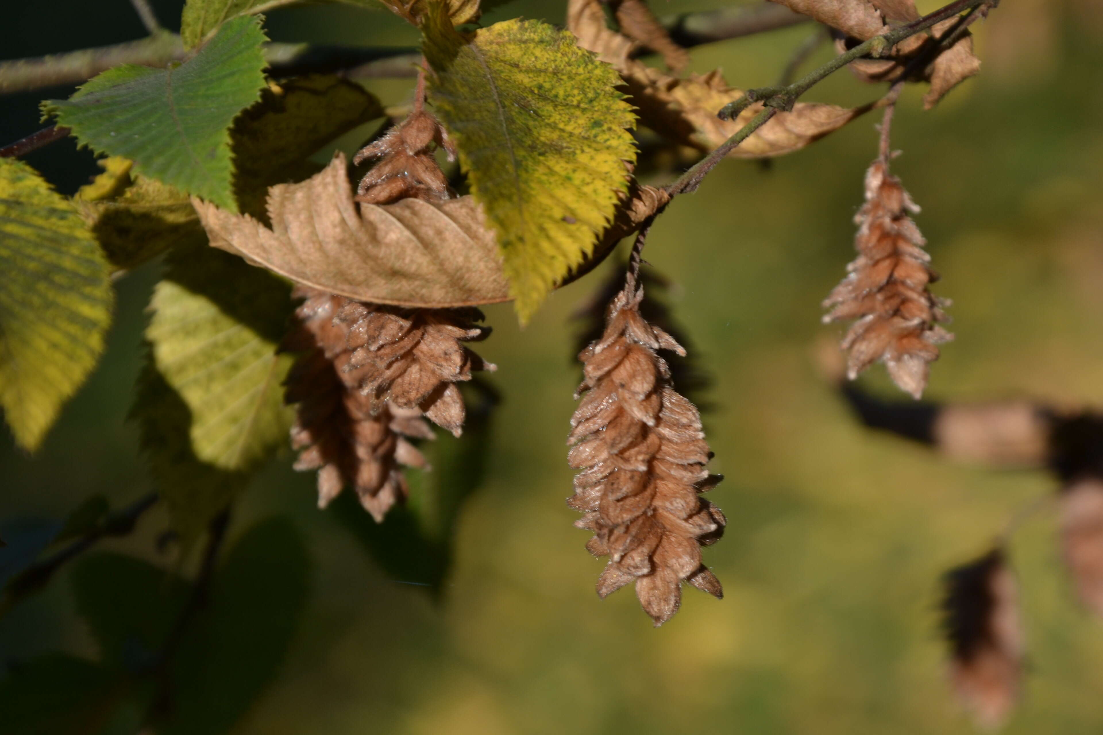 Image of European Hop-hornbeam