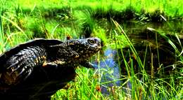 Image of European Pond Turtle