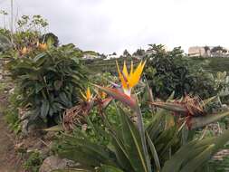 Image of bird-of-paradise