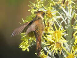 صورة Oxypogon stuebelii Meyer & AB 1884