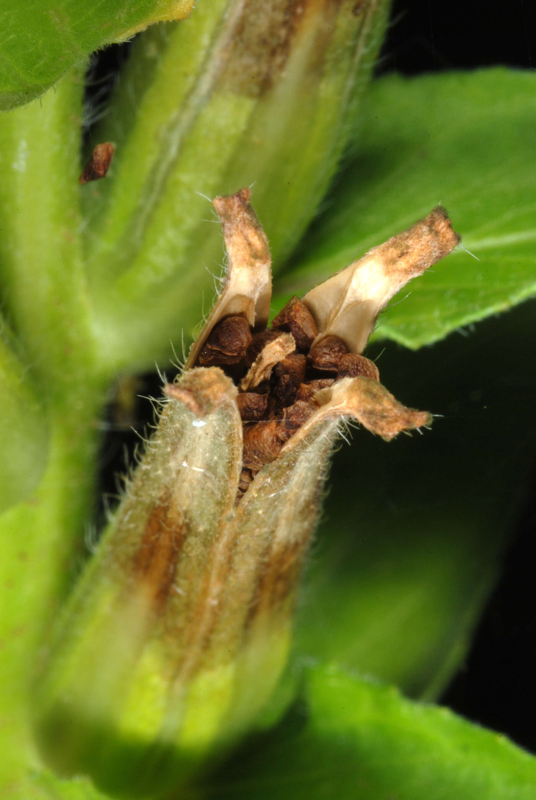 Imagem de Oenothera biennis L.