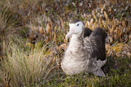 Image of Amsterdam Albatross