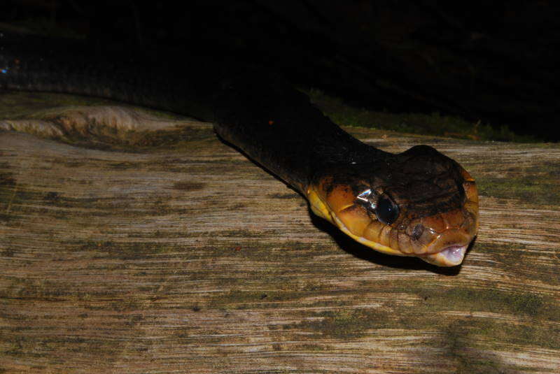 Image of Amazon False Fer-de-lance