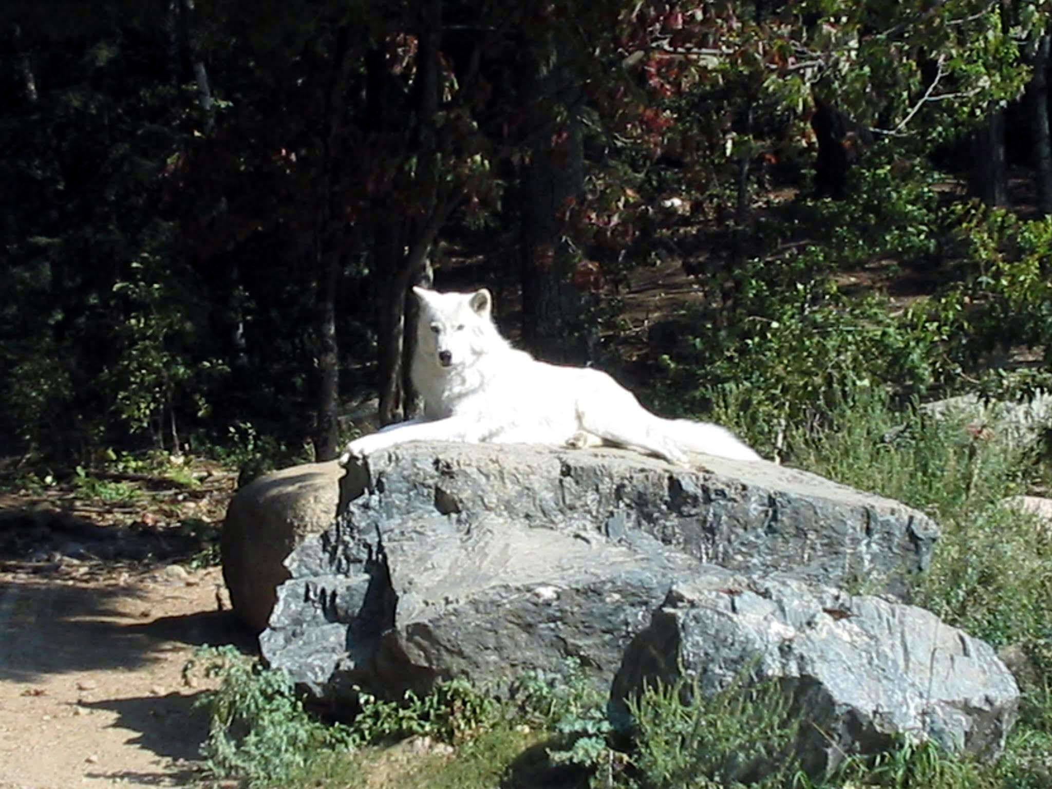 Image of gray wolf