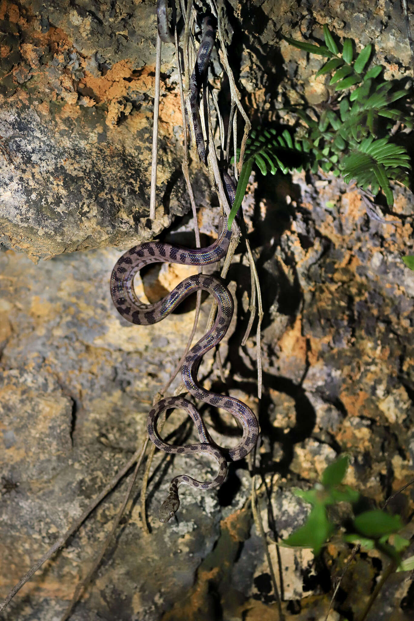 Image of Hispaniola Boa