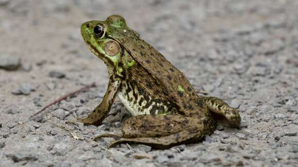 Sivun Lithobates clamitans (Latreille ex Sonnini de Manoncourt & Latreille 1801) kuva