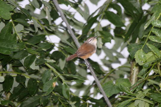 Image of Isthmian Wren