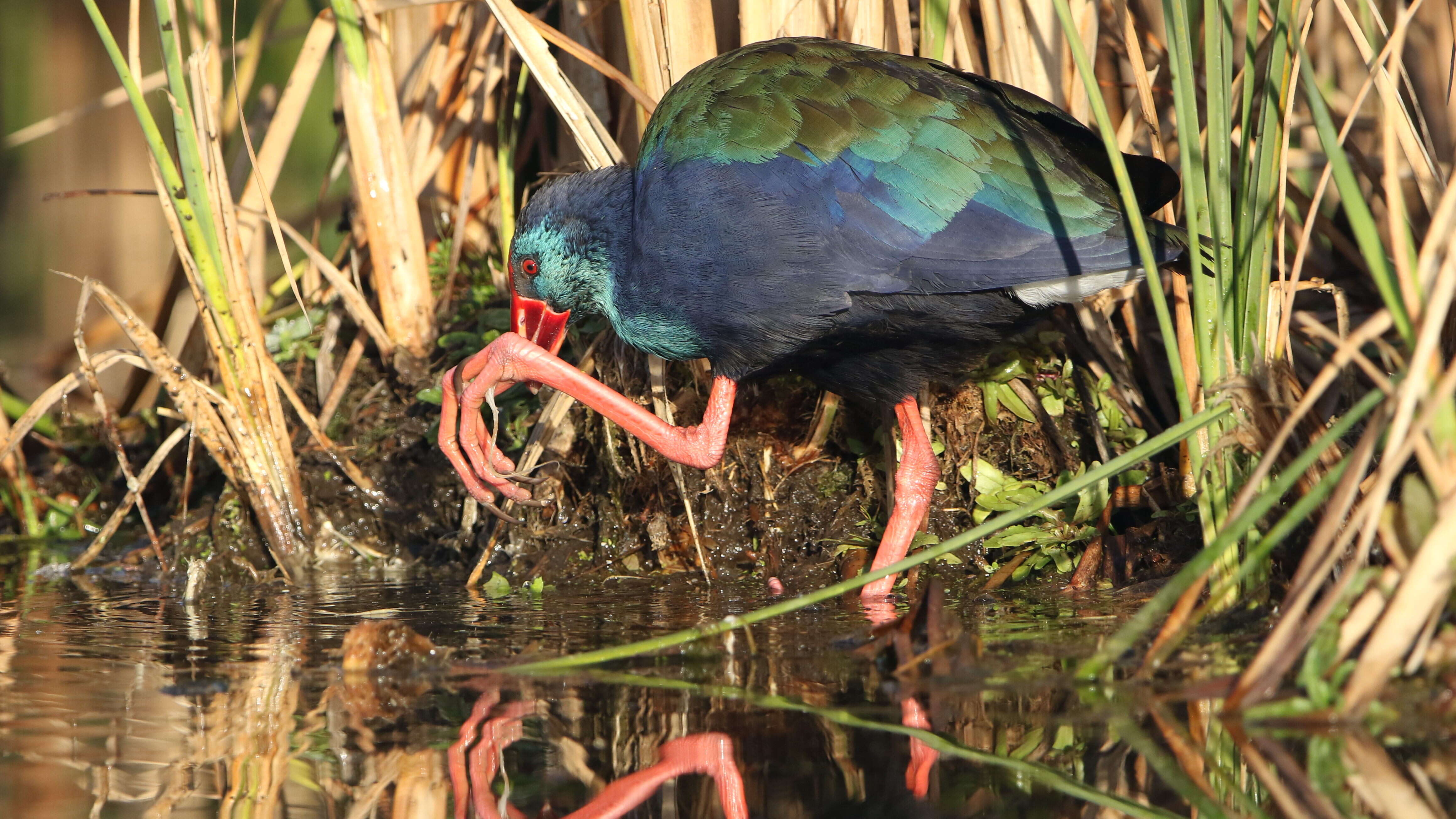 Image of African Swamphen