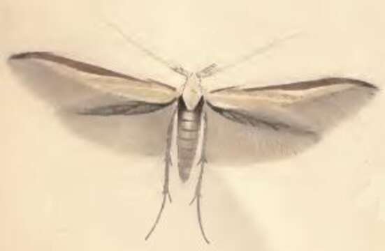 Image of Coleophora caelebipennella Zeller 1839