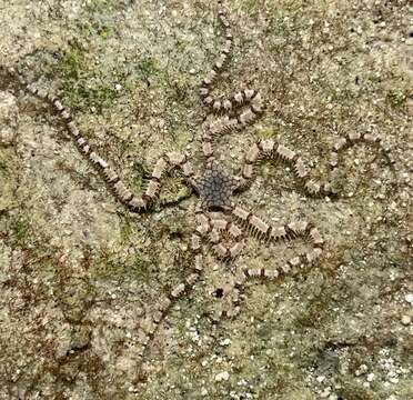 Image of Reticulated brittle star