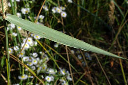 Imagem de Calamagrostis epigejos (L.) Roth