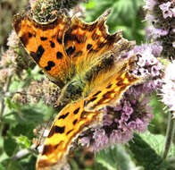 Image of Water Mint