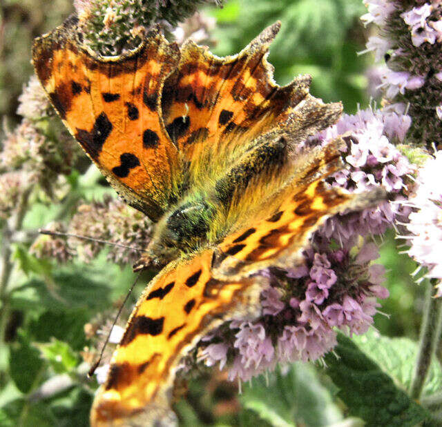 Image of Water Mint