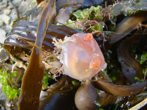 Image of Orange-tipped sea squirt