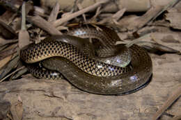 Image of Chinese Ratsnake