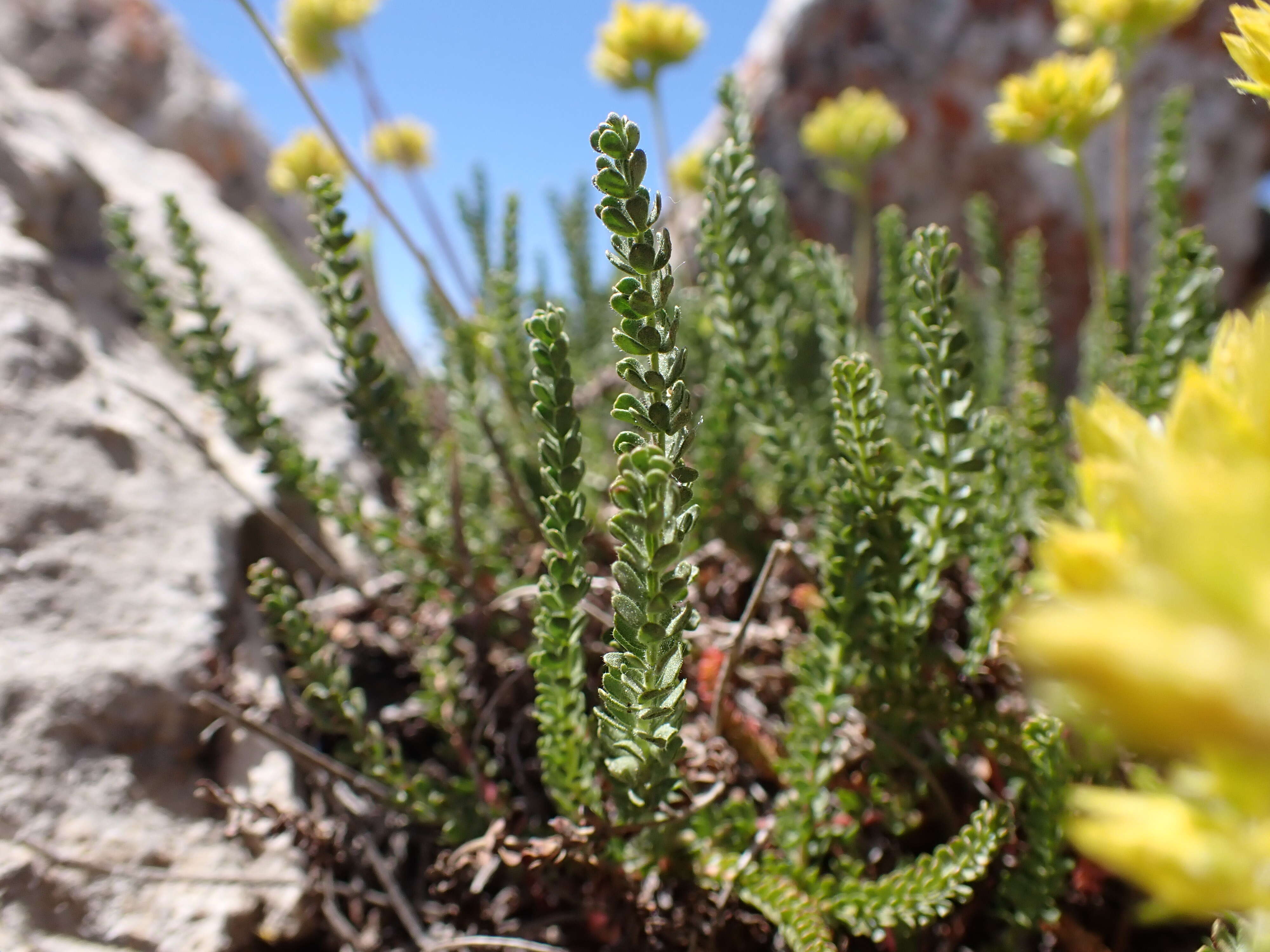 Image de Ivesia gordonii (Hook.) Torr. & Gray