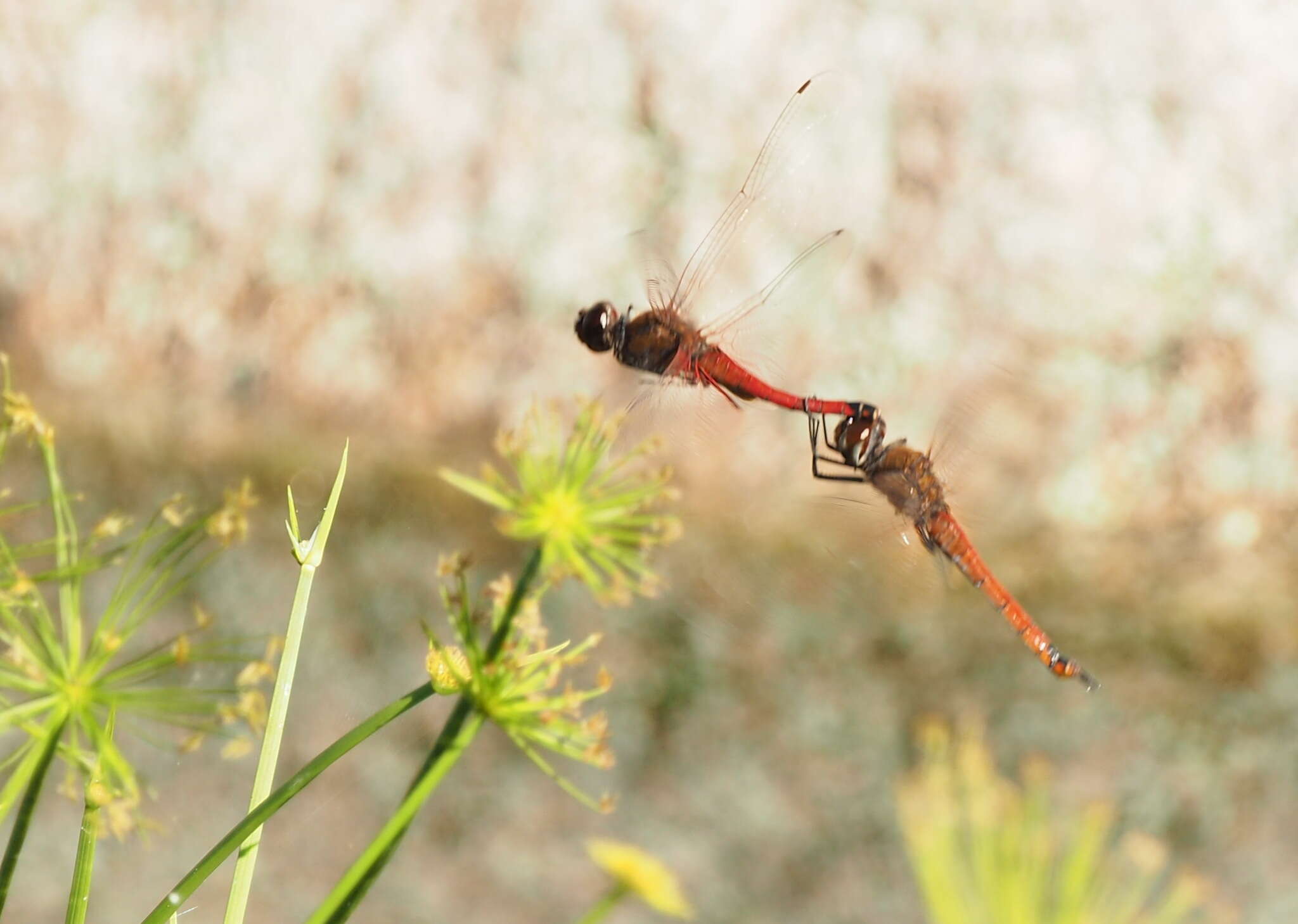 Image of Red Glider Dragonfly