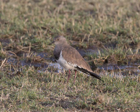 Image of Black-winged Lapwing