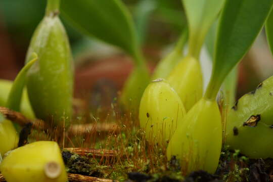 Image of Bulbophyllum macrocoleum Seidenf.