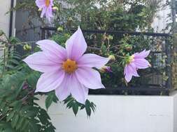 Image of Tree dahlia