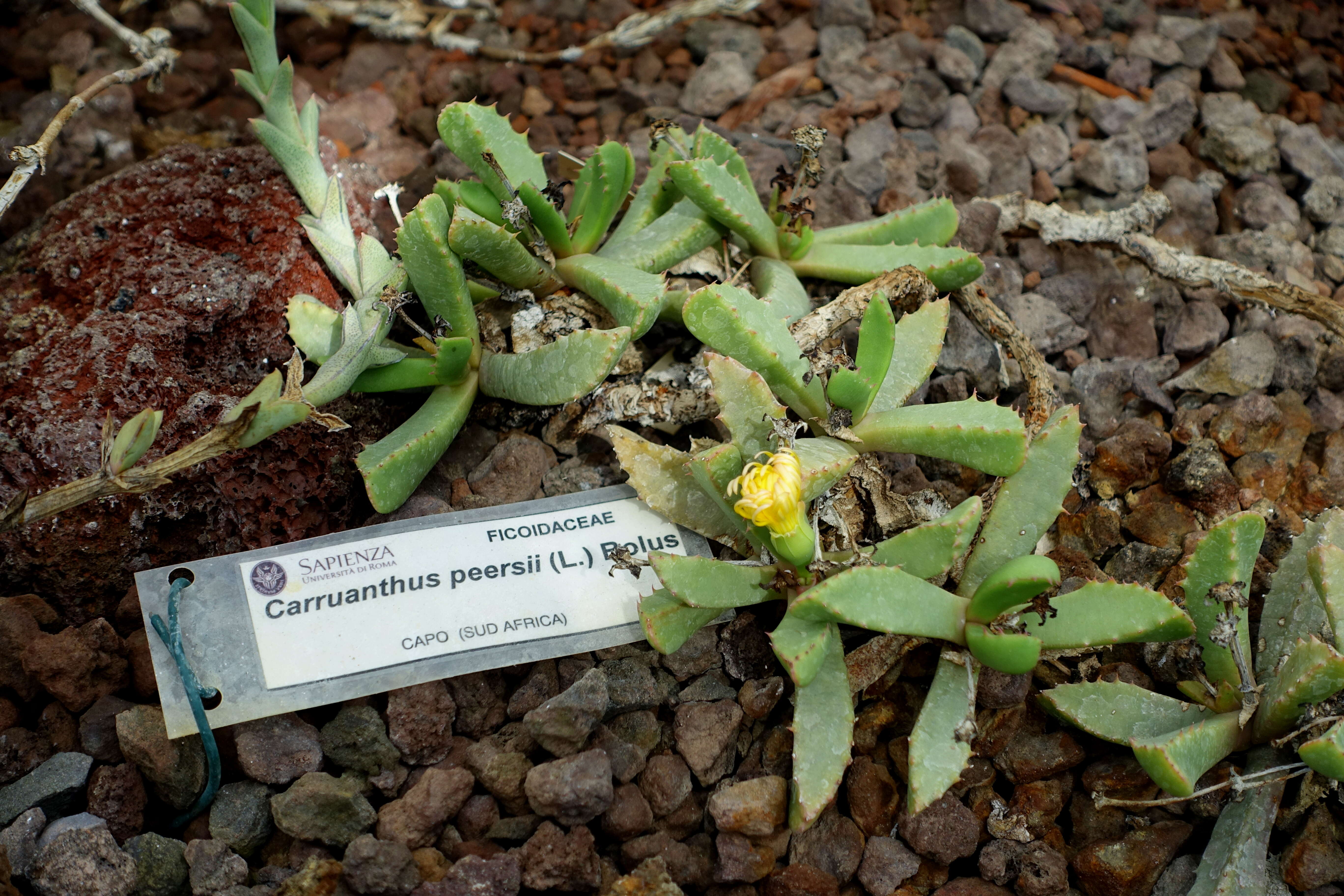 Image of Carruanthus peersii L. Bol.