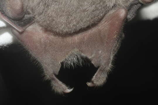 Image of Hairy Fruit-eating Bat