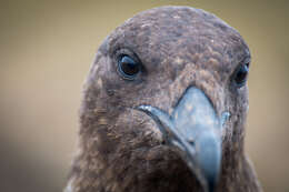 Image of Brown Skua