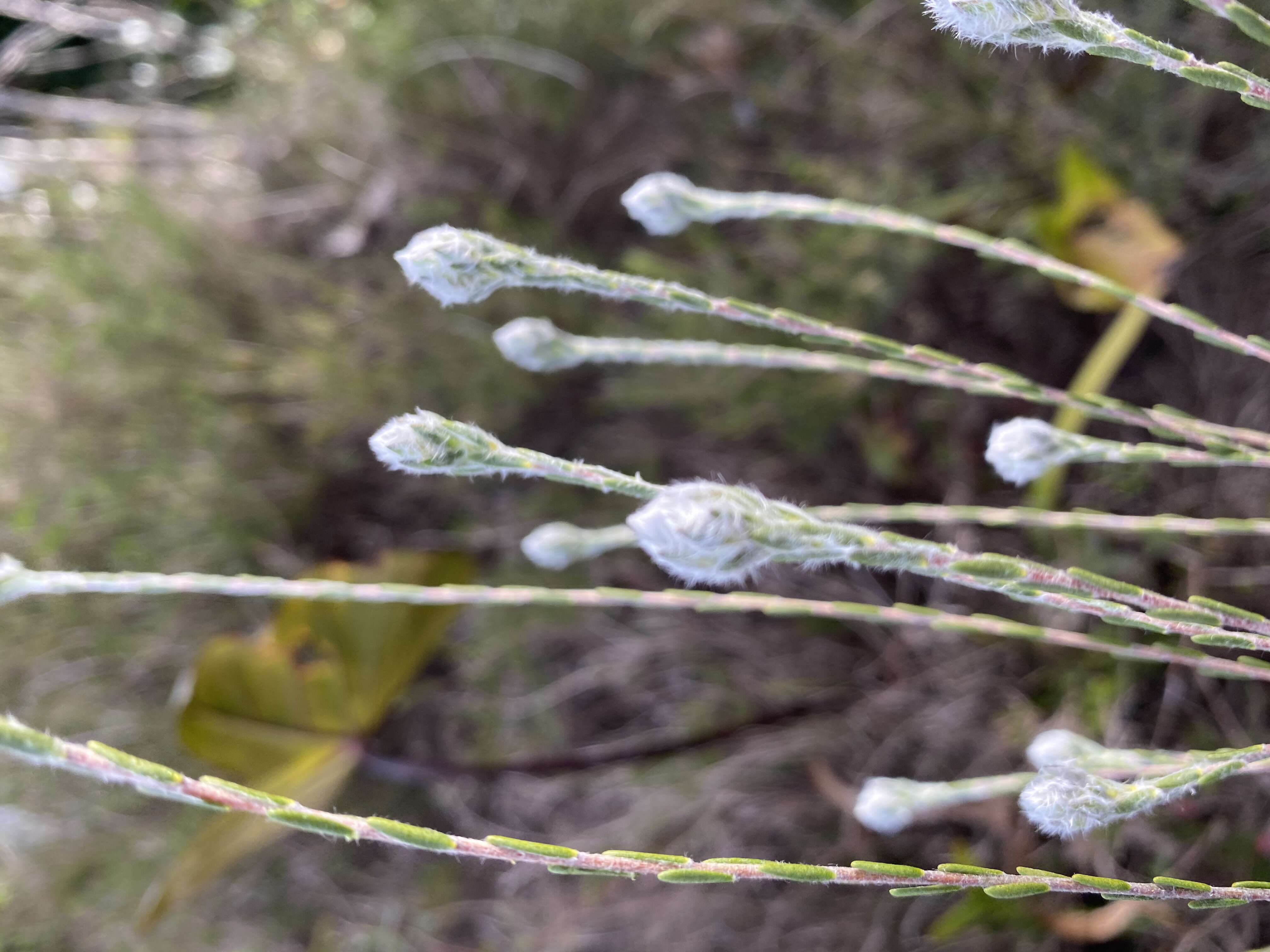 Imagem de Philotheca nodiflora (Lindl.) Paul G. Wilson