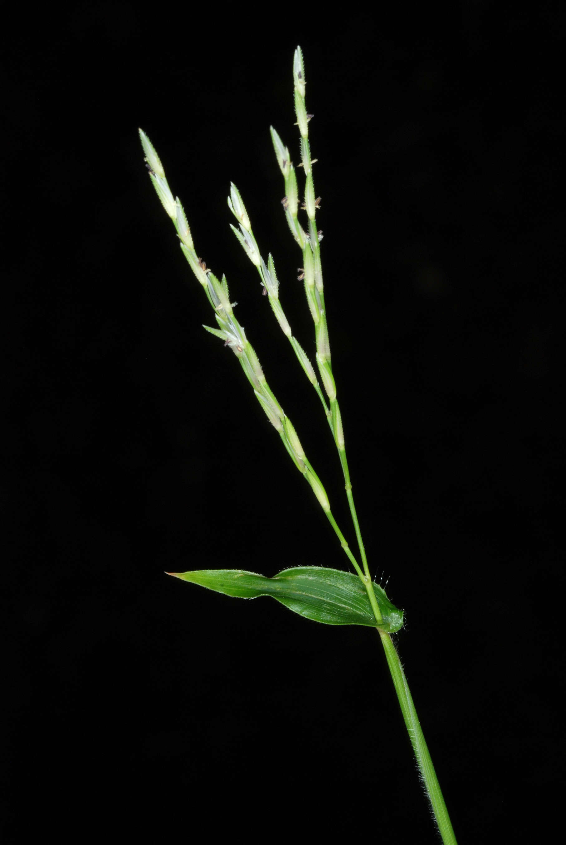 Image of small carpgrass