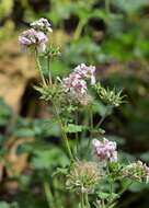 Слика од Pelargonium australe (Poir.) Jacq.