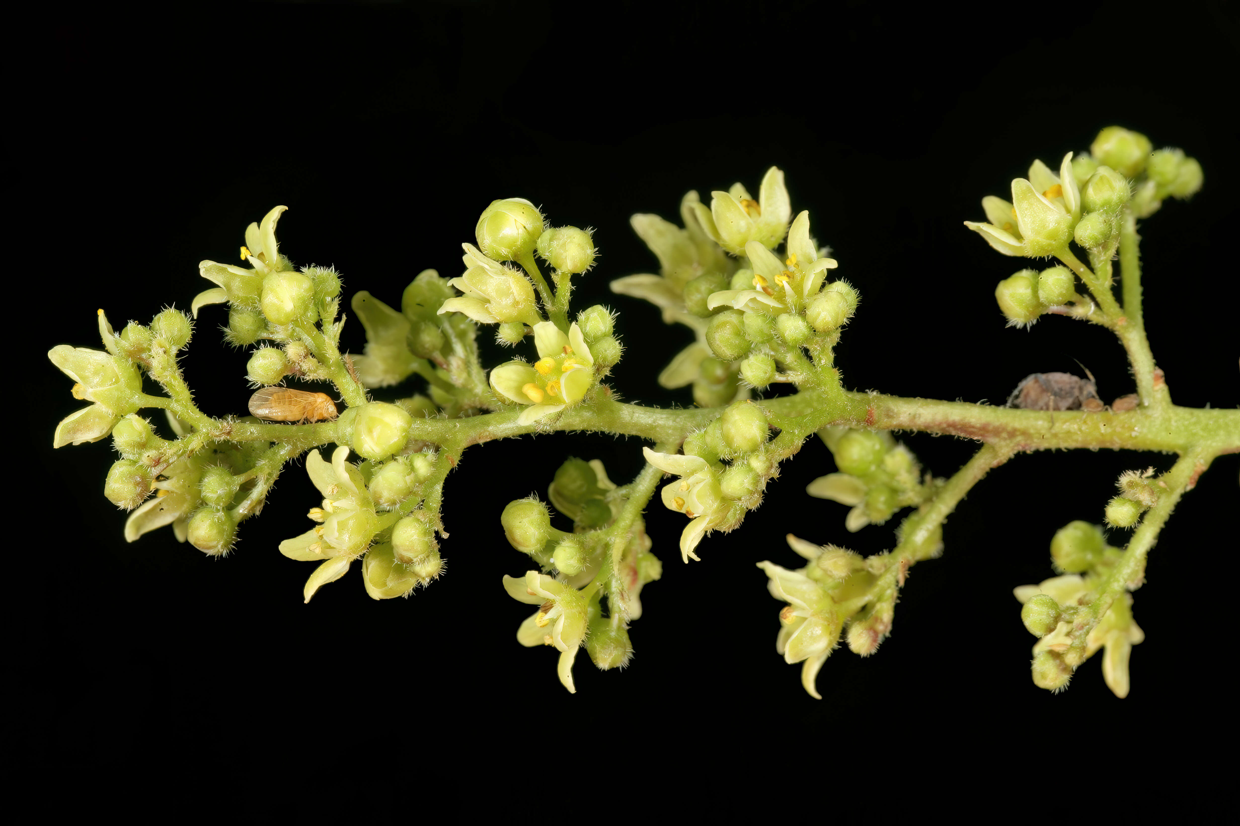 Image of Searsia pendulina (Jacq.) Moffett