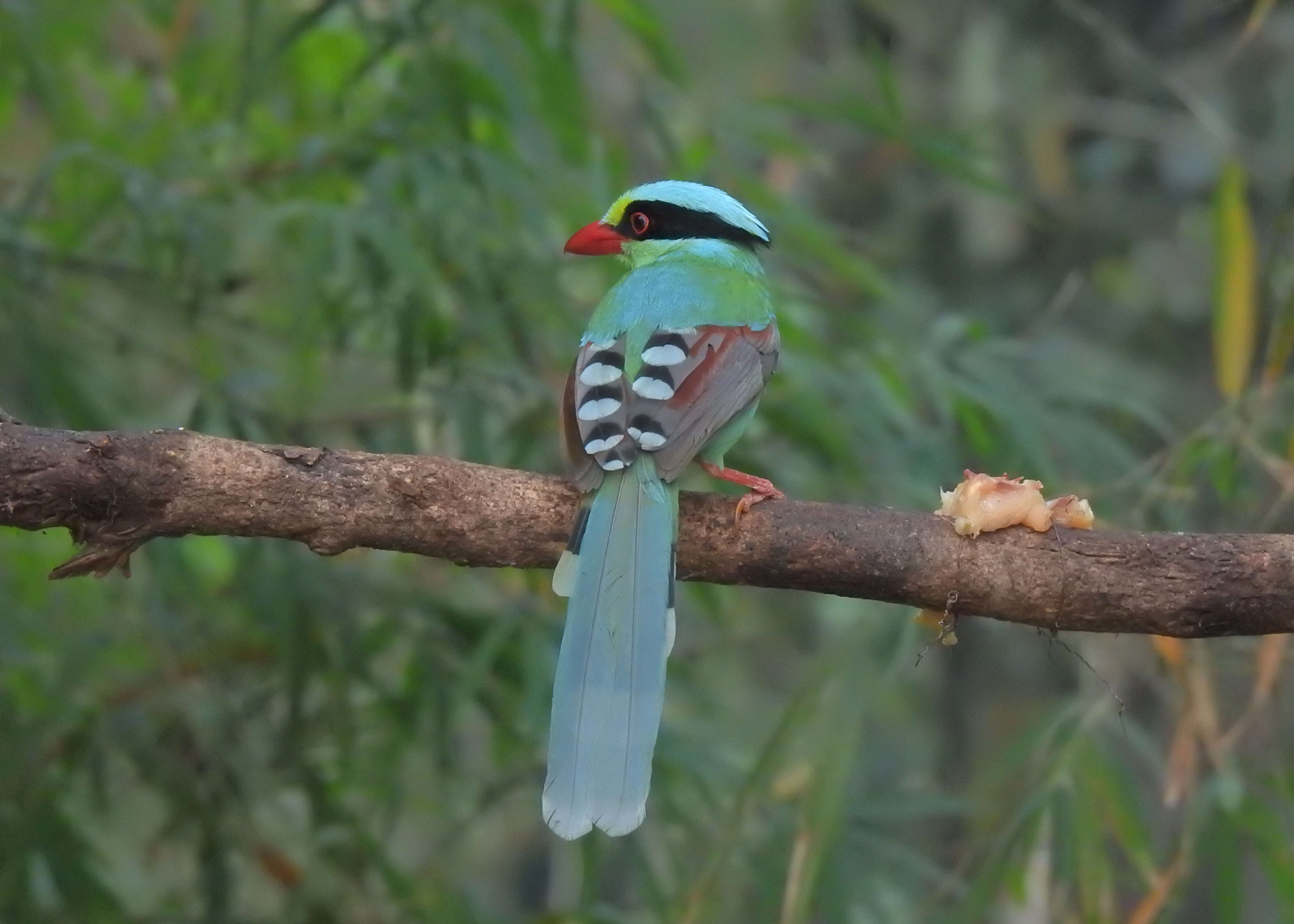 Image of Common Green Magpie